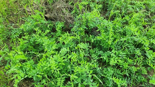Delta tule pea (Lathyrus jepsonii)