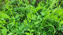 Lathyrus jepsonii, photograph (c) Chris Conard, some rights reserved (CC BY)