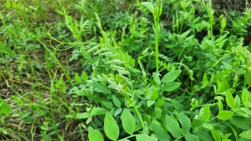 Lathyrus jepsonii, photograph 2