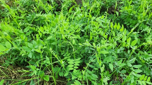 Lathyrus jepsonii, photograph 3