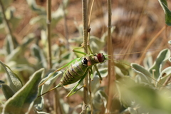 Ephippiger discoidalis