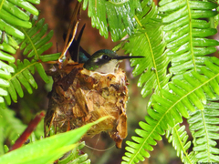 Chlorostilbon melanorhynchus