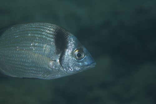 Diplodus vulgaris