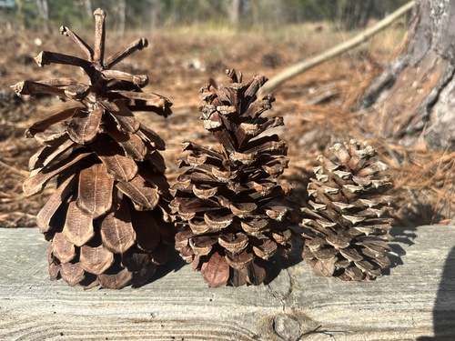 Pinus sondereggeri