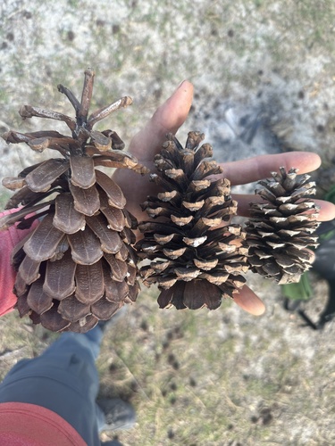 Pinus × sondereggeri, photograph 1