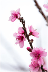 Cerasus