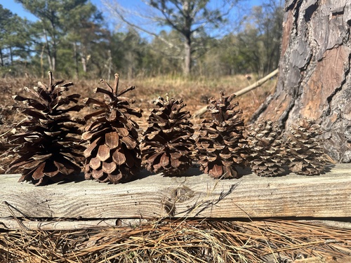 Pinus × sondereggeri, photograph 2