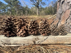 Pinus × sondereggeri, photograph Scott Ward, CC BY, iNaturalist via GBIF