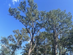 Pinus × sondereggeri, photograph Scott Ward, CC BY, iNaturalist via GBIF