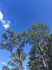 Pinus × sondereggeri, photograph Scott Ward, CC BY, iNaturalist via GBIF