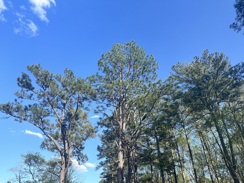 Pinus × sondereggeri, photograph 5