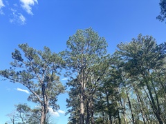 Pinus × sondereggeri, photograph Scott Ward, CC BY, iNaturalist via GBIF