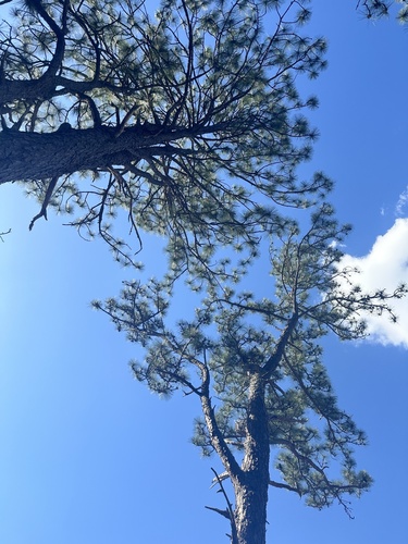Pinus × sondereggeri, photograph 6