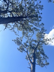 Pinus × sondereggeri, photograph Scott Ward, CC BY, iNaturalist via GBIF