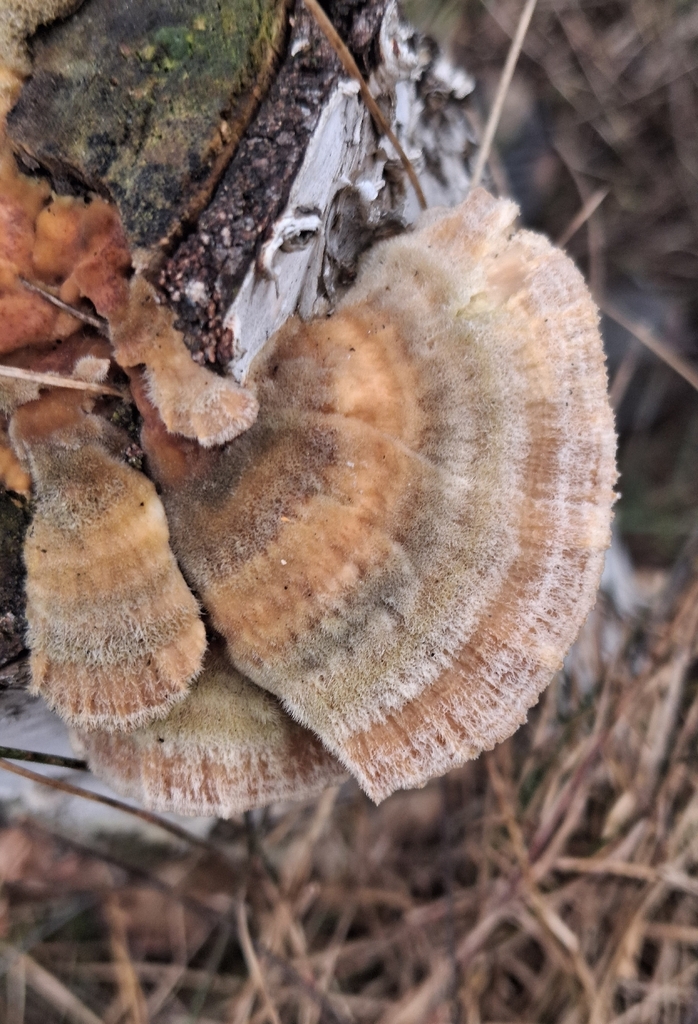Trametes ochracea · April 2026 · photo: © antti35772 (iNaturalist, cc0)
