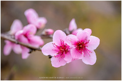 Cerasus