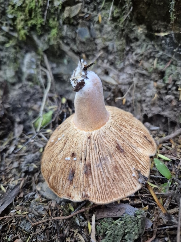 Lactifluus clarkeae · March 2026 · photo: © rempson (iNaturalist, cc-by)