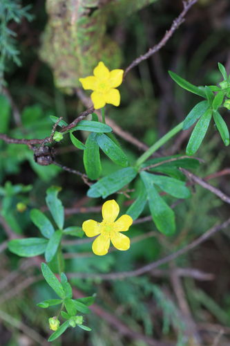 Ranunculus recurvatus var. tropicus