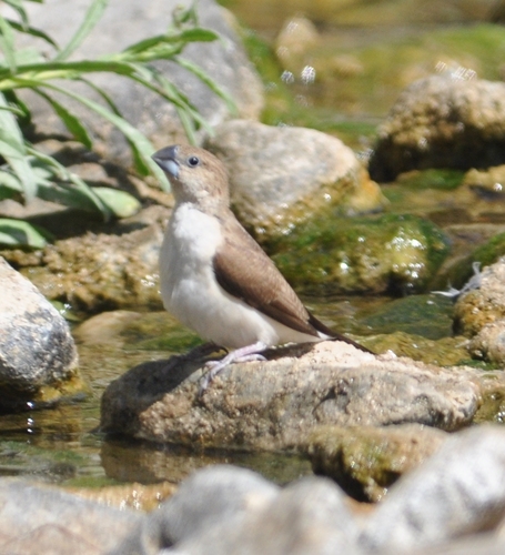 African Silverbill