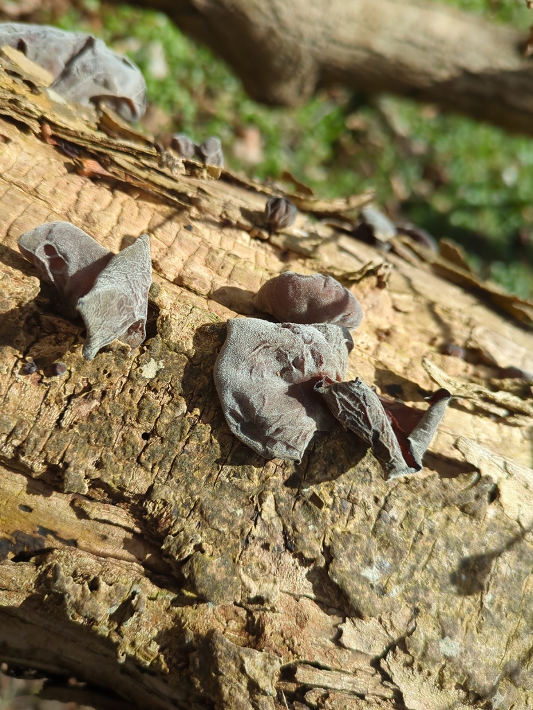 Auricularia auricula-judae · April 2026 · photo: © alexis_orion (iNaturalist, cc-by)