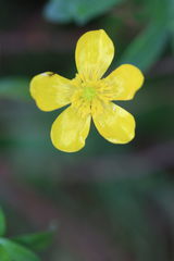 Ranunculus recurvatus tropicus