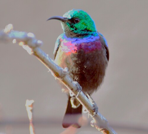 Marico Sunbird