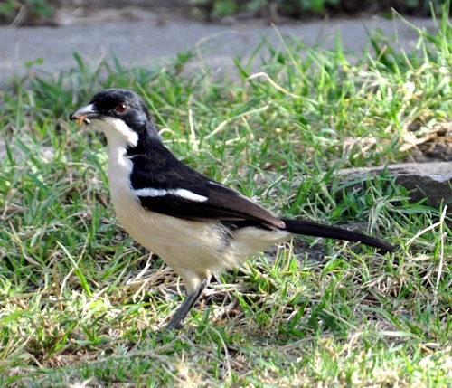 Ethiopian Boubou