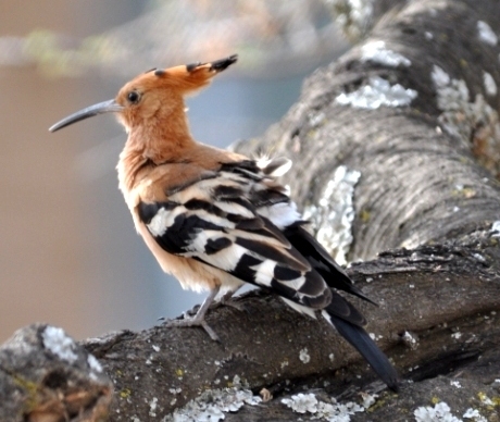 Common Hoopoe