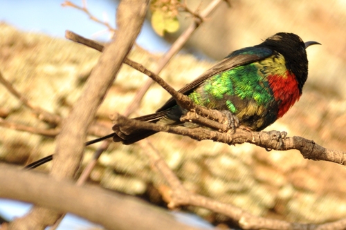 Beautiful Sunbird