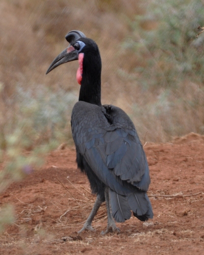 Abyssinian Ground-Hornbill