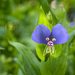 False Dayflower - Photo (c) Anne Worner, some rights reserved (CC BY)