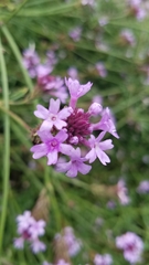 Glandularia lilacina