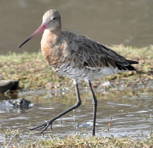 Black-tailed Godwit