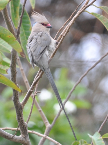 Blue-naped Mousebird