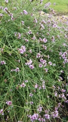 Glandularia lilacina
