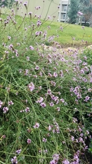 Glandularia lilacina