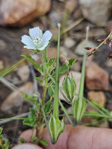 Narrow-leaved Dysentry-herb (Monsonia angustifolia)