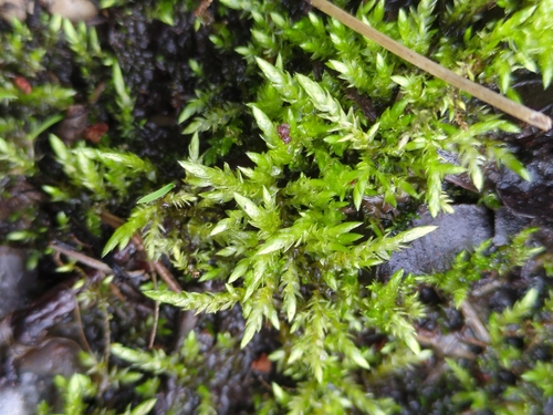 Waterside Feather Moss (Brachythecium rivulare)