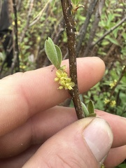 Lindera subcoriacea