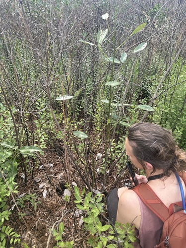 Lindera subcoriacea, photograph 2