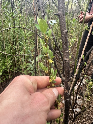 Lindera subcoriacea, photograph 4