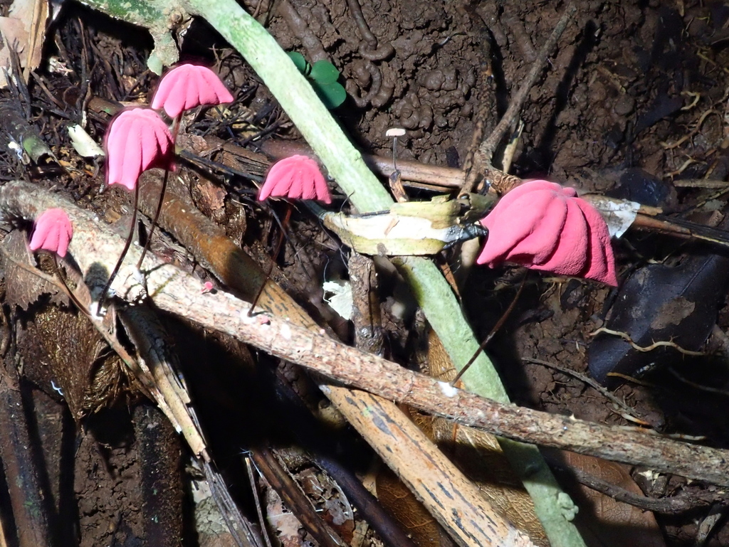 Marasmius haematocephalus · March 2019 · photo: © tsssss (iNaturalist, cc0)