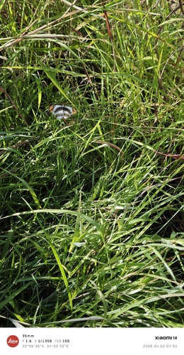 Round-winged Orange Tip