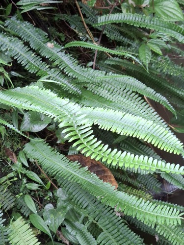 Thylacopteris papillosa observed 2025-11-26