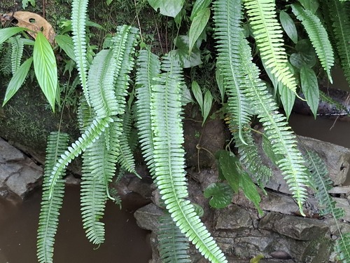 Thylacopteris papillosa observed 2025-11-26