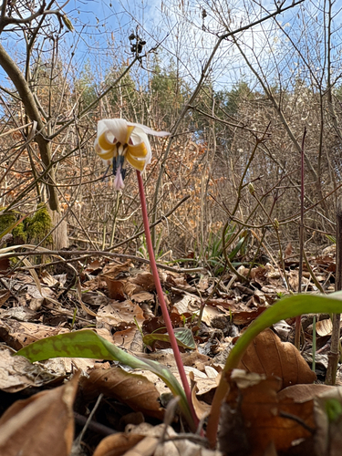 Dog's-tooth-violet