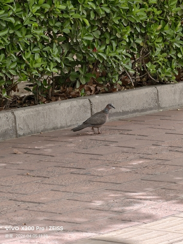 Spotted Dove