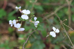 Raphanus sativus