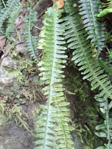 Thylacopteris papillosa observed 2025-11-26