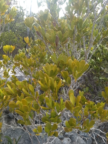 Jacquinia berteroi